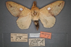 Hypotrabala fontainei