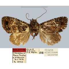 /filer/webapps/moths/media/images/A/albilinea_Oligia_HT_MNHN.jpg