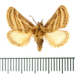 /filer/webapps/moths/media/images/D/dollmani_Omocena_AM_BMNH.jpg