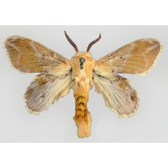 /filer/webapps/moths/media/images/N/nemesida_Eucraera_PT_ZMHB.jpg