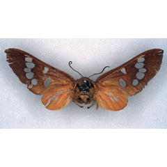 /filer/webapps/moths/media/images/V/vitreigutta_Balacra_HT_RMCA_01.jpg