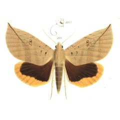 /filer/webapps/moths/media/images/D/dux_Huebnerius_HT_Saalmueller_8-128.jpg