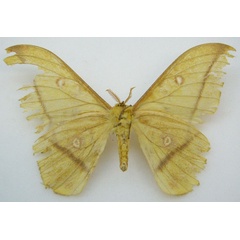/filer/webapps/moths/media/images/L/lutea_Nudaurelia_HT_NHMUKb.jpg
