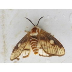 /filer/webapps/moths/media/images/V/venata_Strigivenifera_A_Stanton.jpg