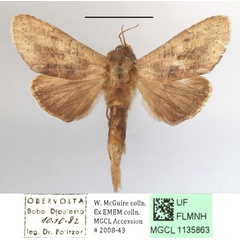 /filer/webapps/moths/media/images/B/bernardii_Scalmicauda_A_MGCLa_02.JPG