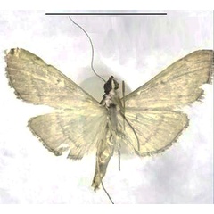 /filer/webapps/moths/media/images/T/triangularis_Bradina_PTF_Seizmairb.jpg