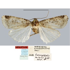 /filer/webapps/moths/media/images/M/minosi_Euneophlebia_HT_MNHN.jpg