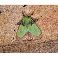 /filer/webapps/moths/media/images/V/vivida_Latoia_A_Roland_01_S5YSIU0.jpg