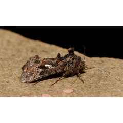 /filer/webapps/moths/media/images/L/limbirena_Ctenoplusia_A_King.jpg