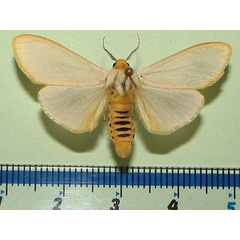 /filer/webapps/moths/media/images/M/mundata_Acantharctia_A_Goffa_01.jpg