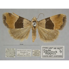 /filer/webapps/moths/media/images/M/mesozonata_Ozarba_PTF_OUMNHa_01.jpg