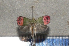 Prophaecasia prodiga