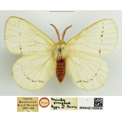 /filer/webapps/moths/media/images/S/simplex_Phiala_HT_NHMUK.jpg