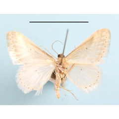 /filer/webapps/moths/media/images/P/picta_Scopula_A_MGCLb_01.JPG