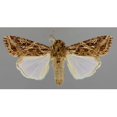 /filer/webapps/moths/media/images/L/littoralis_Spodoptera_A_RMCA_01.jpg