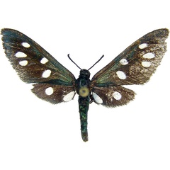/filer/webapps/moths/media/images/M/marina_Amata_AM_MCJM.jpg