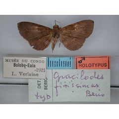 /filer/webapps/moths/media/images/F/finissima_Gracilodes_HT_RMCA_01.jpg