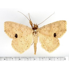 /filer/webapps/moths/media/images/W/waelbroecki_Blasticorhinus_AF_BMNH_02.jpg