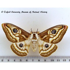 /filer/webapps/moths/media/images/A/apollonia_Heniocha_AF_OUMNH_02.jpg