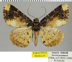/filer/webapps/moths/media/images/K/kartala_Xylopteryx_PTM_ZSM_02.jpg