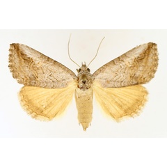 /filer/webapps/moths/media/images/D/diapera_Tyrtroca_AF_TMSA_01.jpg