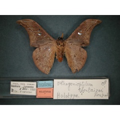 /filer/webapps/moths/media/images/F/fontainei_Orthogonioptilum_HT_RMCA_02.jpg