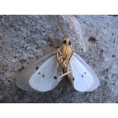 /filer/webapps/moths/media/images/O/orientis_Soloella_A_Guyonnetb_01.jpg