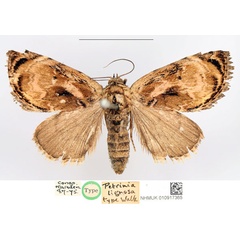 /filer/webapps/moths/media/images/L/lignosa_Petrinia_HT_NHMUK.jpg