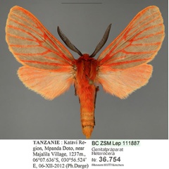 /filer/webapps/moths/media/images/T/transvallesiana_Metarctia_HT_ZSMa_S5v2NtO.jpg
