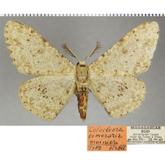 /filer/webapps/moths/media/images/M/moinieri_Colocleora_HT_ZSMa.jpg