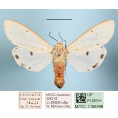 /filer/webapps/moths/media/images/M/moloneyi_Aloa_A_MGCLa_02.jpg