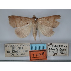 /filer/webapps/moths/media/images/C/chalciope_Plecoptera_HT_RMCA_01.jpg