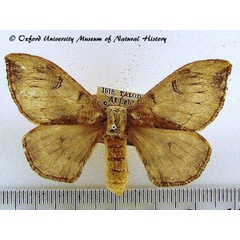 /filer/webapps/moths/media/images/S/smithii_Campimoptilum_AF_OUMNH_03.jpg