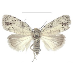 /filer/webapps/moths/media/images/I/inscripta_Ezishnola_HT_ANHRT.jpg