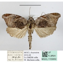 /filer/webapps/moths/media/images/T/torsivena_Androlymnia_A_MGCLa_01.JPG
