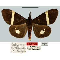 /filer/webapps/moths/media/images/R/rectilineata_Eohemera_HT_MNHN.jpg