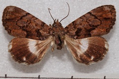 Catephia promota