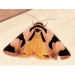 /filer/webapps/moths/media/images/S/superba_Attatha_A_Heyns_01.jpg