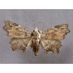 /filer/webapps/moths/media/images/D/durbanica_Trogocraspis_A_Baron_01.jpg