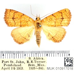 /filer/webapps/moths/media/images/T/tritonias_Raparnodes_AF_BMNH_02.jpg