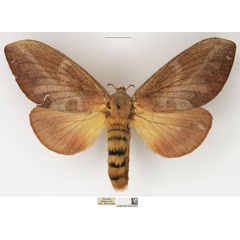 /filer/webapps/moths/media/images/S/sericeofasciata_Pallastica_AF_NHMUK_01.jpg