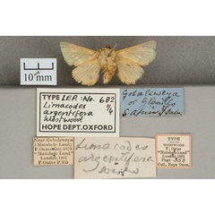 /filer/webapps/moths/media/images/A/argentifera_Limacodes_ST_OUMNH_02.jpg