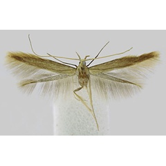 /filer/webapps/moths/media/images/S/sabaea_Coleophora_AM_BMNH.jpg