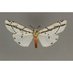 /filer/webapps/moths/media/images/P/pulchra_Amsactarctia_HT_BMNH.jpg
