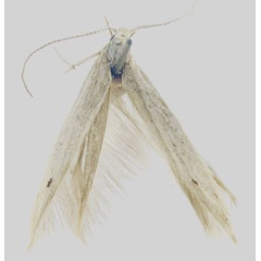 /filer/webapps/moths/media/images/A/arcana_Coleophora_HT_MfN.jpg