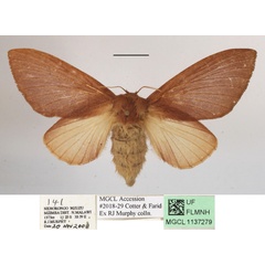 /filer/webapps/moths/media/images/D/dollmani_Mallocampa_A_MGCLa_01.JPG