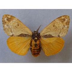 /filer/webapps/moths/media/images/L/libyra_Hemerophanes_A_Baron_01.jpg