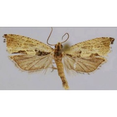 /filer/webapps/moths/media/images/T/tumulata_Cosmetra_AM_Trematerra.jpg