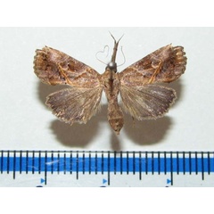 /filer/webapps/moths/media/images/T/taruensis_Zekelita_A_Goffa_01.jpg