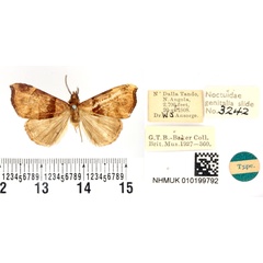/filer/webapps/moths/media/images/P/pammicta_Baniana_HT_BMNH.jpg